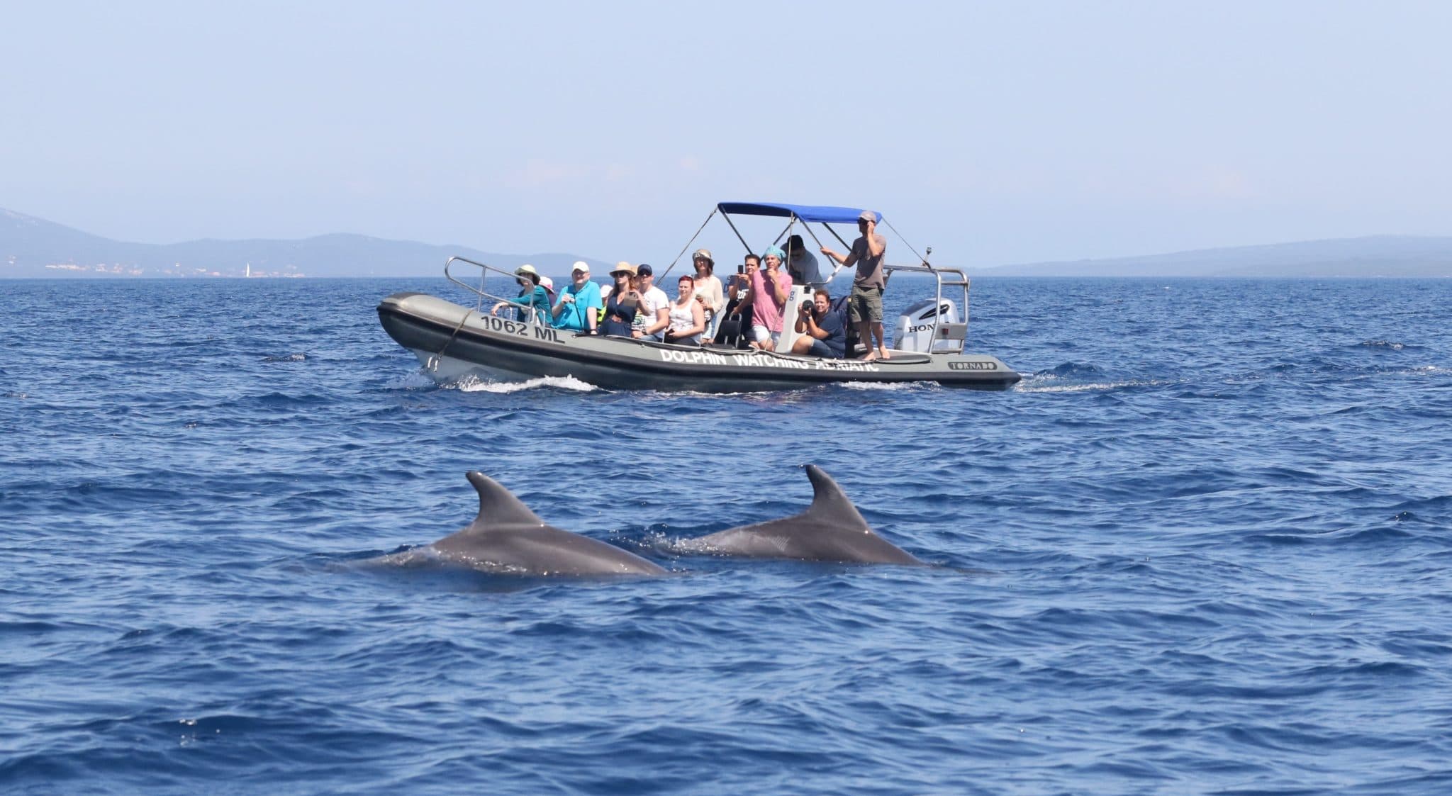 Dolphin Watching